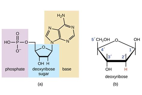 gula pentosa dna  sedangkan pada DNA gula pentosanya mengalamikehilangan satu atom O pada posisi C nomor 2’ sehingga dinamakan gula